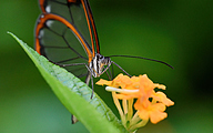 01 Glasswing Butterfly (Greta oto)